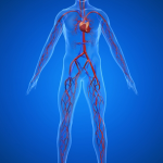 venous system venous system